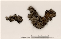 藏品(樹狀雪花衣)的圖片